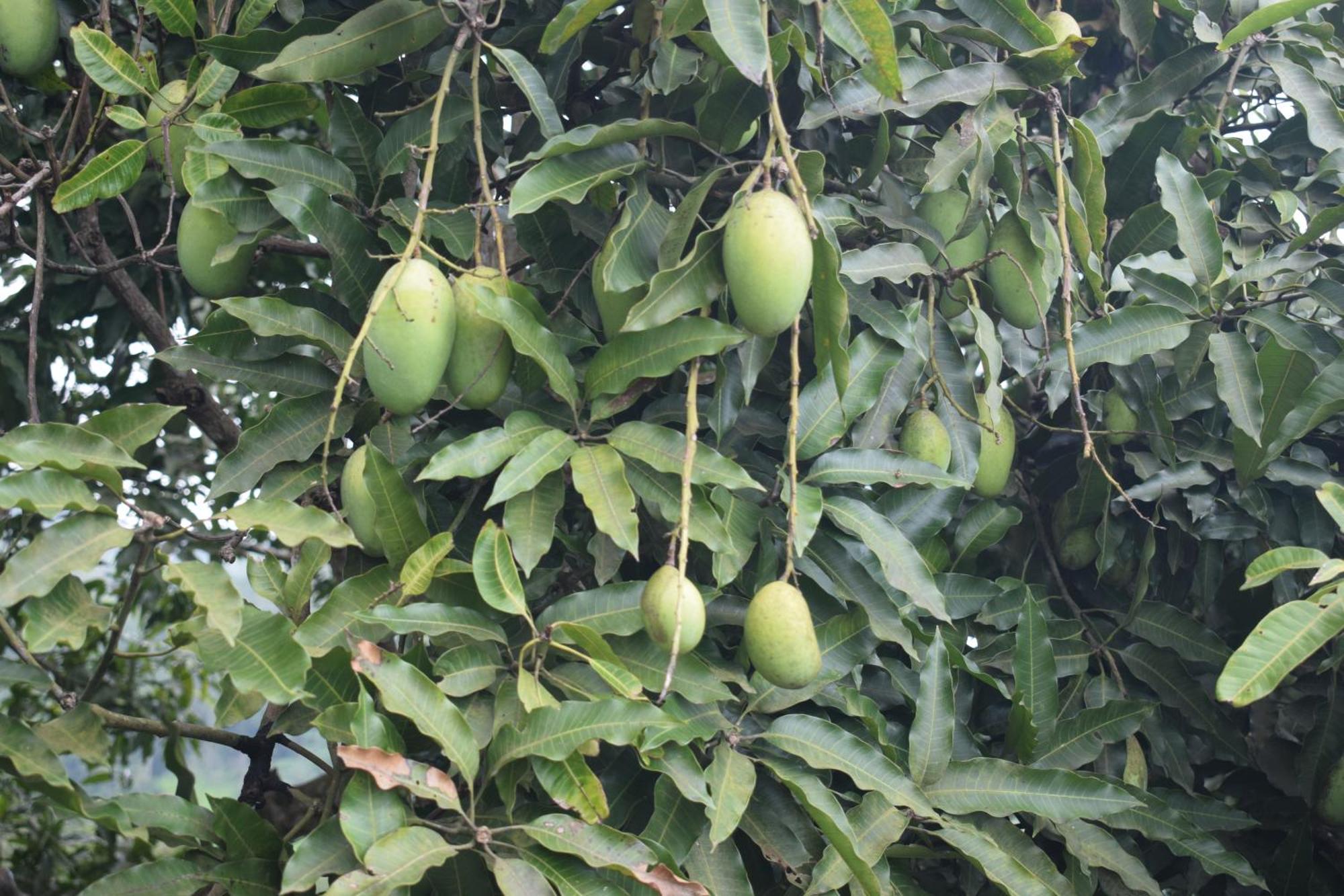 Namaya Nature Kandy Luaran gambar