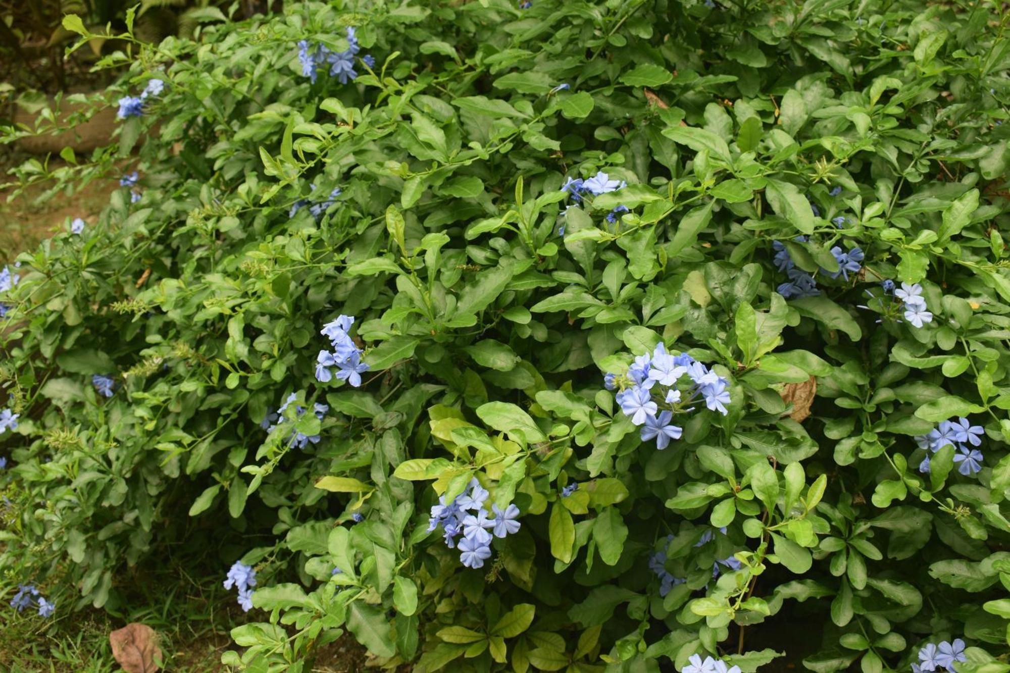 Namaya Nature Kandy Luaran gambar