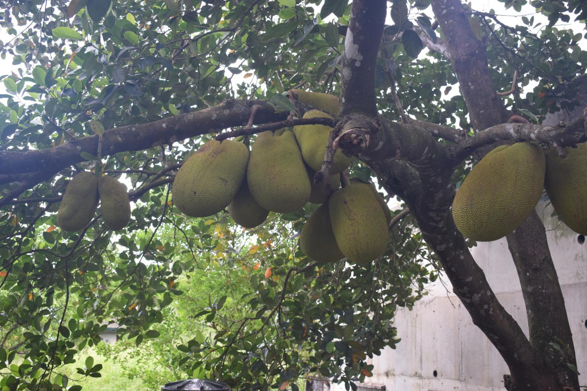 Namaya Nature Kandy Luaran gambar