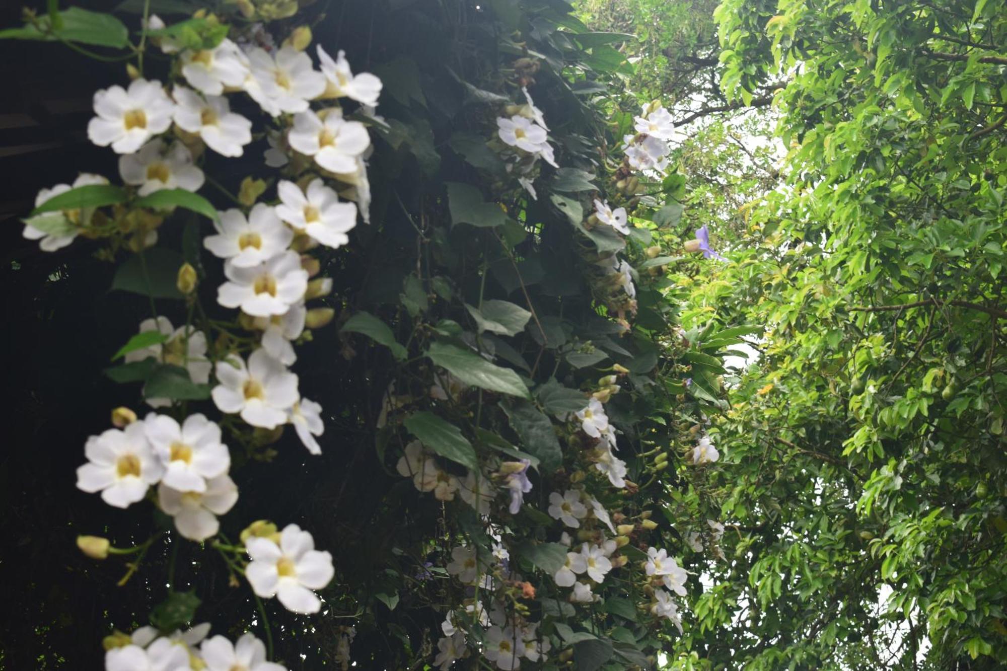 Namaya Nature Kandy Luaran gambar